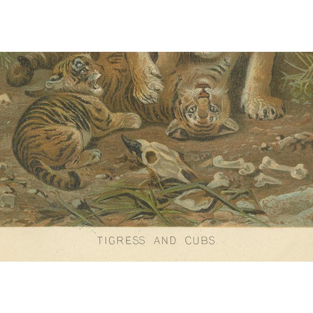 Late 19th Century Tigress and Cubs, 1894, Paper For Sale - Image 5 of 9
