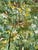 1970s 5 Yds VTG MCM Riverdale Screenprint Floral Cotton Fabric '76. Green, White, For Sale - Image 5 of 8