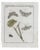 Hand colored engravings of moths and butterflies from "Beschouwing der wonderen Gods in de Minstgeachtte Schepzelen of...