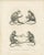 Spring Monkeys and Other Species, 1836, Lithographs, Set of 2 For Sale - Image 3 of 8