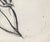 Modern 1980s Richard Snyder Large Flower Drawing For Sale - Image 3 of 3