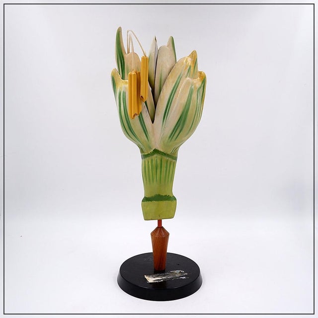 Osterloh Botanic Model of Wheat Flower, Germany, 1940s For Sale - Image 16 of 16