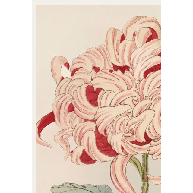 Originally created as Plate 13 from Keika Hyakugiku (One Hundred Chrysanthemums) in 1893, this elegant botanical...