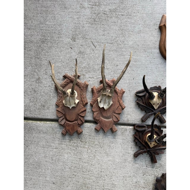Bone Vintage European Roe Deer Antler Mount Collection — Set of 10 For Sale - Image 7 of 7