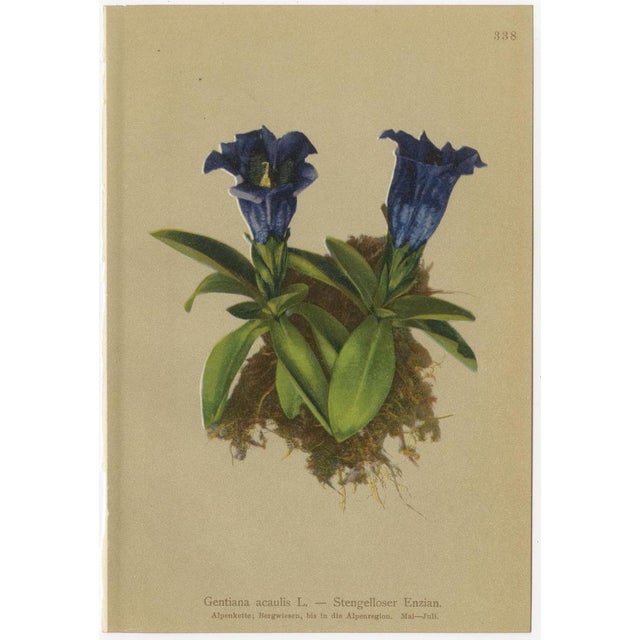 Alpine Gentian Botanical Illustrations, 1897, Set of 4 For Sale - Image 3 of 9