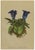 Alpine Gentian Botanical Illustrations, 1897, Set of 4 For Sale - Image 3 of 9