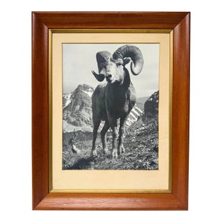 Vintage Bighorn Ram Wildlife Photograph Framed Black & White Mountain Photo For Sale