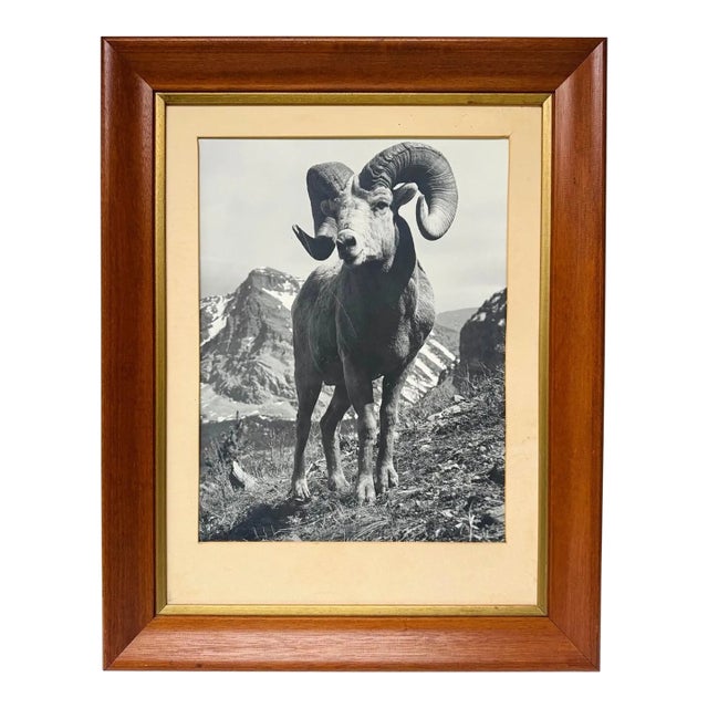 Vintage Bighorn Ram Wildlife Photograph Framed Black & White Mountain Photo For Sale