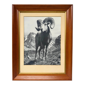 Vintage Bighorn Ram Wildlife Photograph Framed Black & White Mountain Photo
