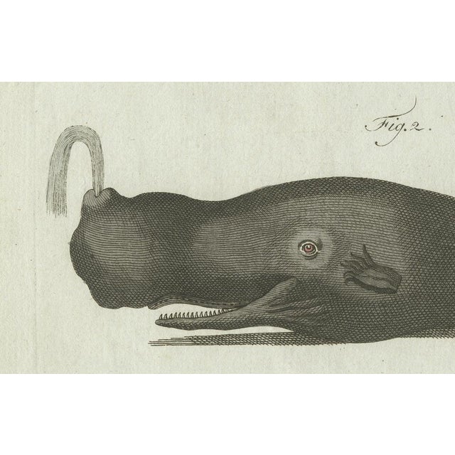 Bertuch, Two Sperm Whales, 1800, Engraving For Sale - Image 4 of 9