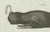 Bertuch, Two Sperm Whales, 1800, Engraving For Sale - Image 4 of 9