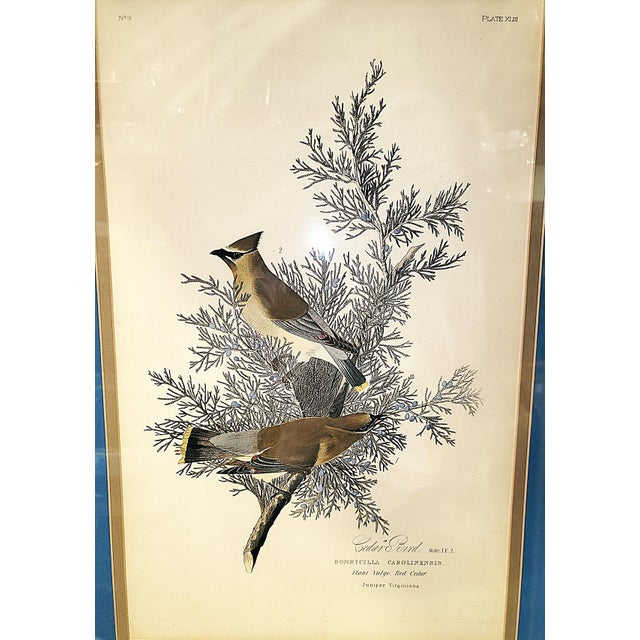 Late 19th Century Late 19th Century John J. Aububon Bird Reproduction Print For Sale - Image 5 of 8