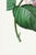 Hydrangea by Pierre-Joseph Redouté, Vintage Botanical Art Print, 40" X 60" For Sale - Image 4 of 10