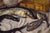 Still Life with Fishes is an original oil painting on wood panel realized around 1935 by an anonymous artist of the...