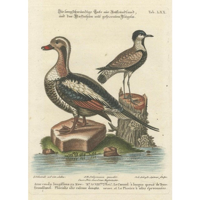 After George Edwards, Long-Tailed Duck and Spur-Winged Lapwing, 1770, Engraving For Sale - Image 6 of 8