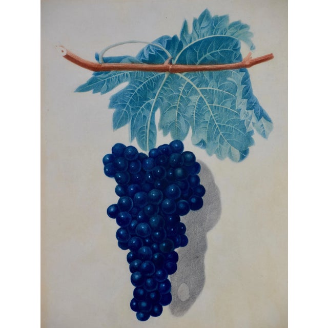 Realism Black Frontiniac Wine Grape: A 19th Century Aquatint From George Brookshaw 'S "Pomona Brittanica", 1804 For Sale - Image 3 of 4