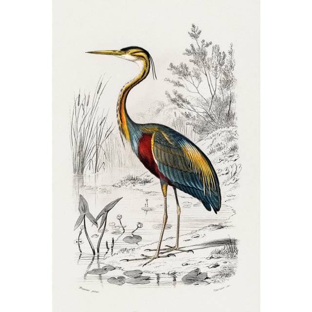 Purple Heron Antique Illustration, Vintage Bird Art Print Reproduction, 24″ × 36″ For Sale