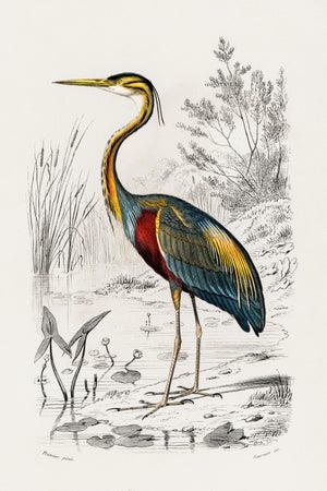 Purple Heron Antique Illustration, Vintage Bird Art Print Reproduction, 24″ × 36″