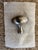 Traditional Waterworks Door and Drawer Knob in Nickel For Sale - Image 3 of 4
