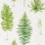 Sanderson Fernery Wallpaper in Botanical Green For Sale