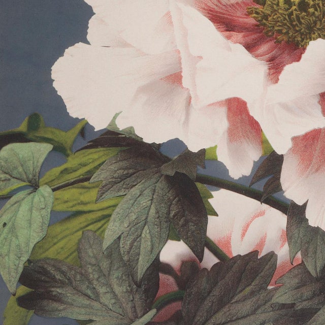 Botanical Flower Study by Ogawa Kazumasa, Meiji-Era Photomechanical Print Reproduction, 18″ × 18″ For Sale - Image 4 of 6