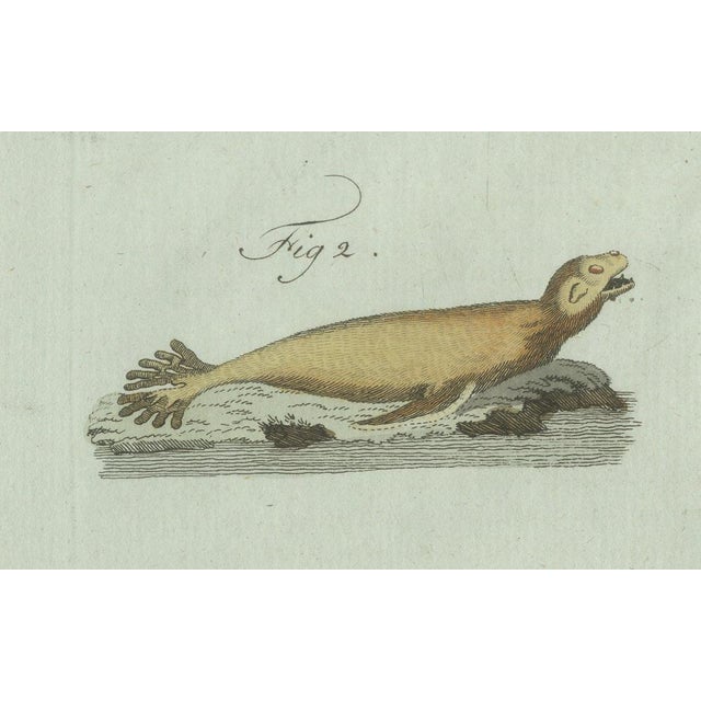 Early 19th Century Bertuch, Four Seals, 1800, Engraving For Sale - Image 5 of 10