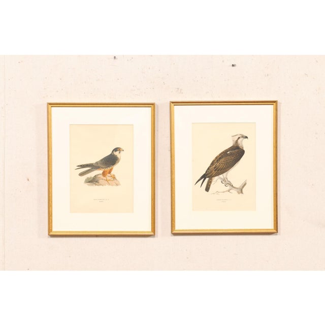 A pair of Framed hand-colored osprey lithographs after Ferdinand Von Wright (1822-1906), Sweden, circa 1920. This...