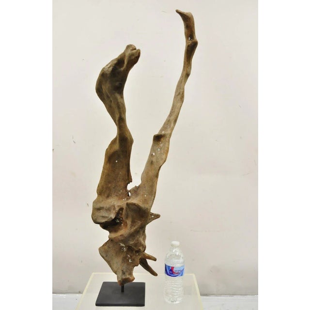 Vintage Abstract Sculpted Wood Sculptural Free Form Table Sculpture. Item features Solid wood natural formation, steel...