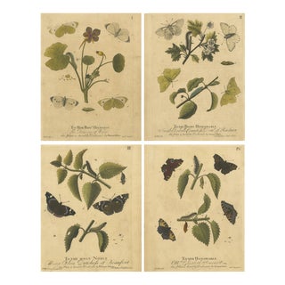 Albin, Early English Butterflies: Large White, Peacock & Red Admiral, 1720, Prints, Set of 4 For Sale
