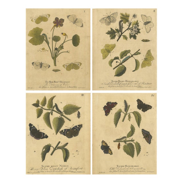 Albin, Early English Butterflies: Large White, Peacock & Red Admiral, 1720, Prints, Set of 4 For Sale