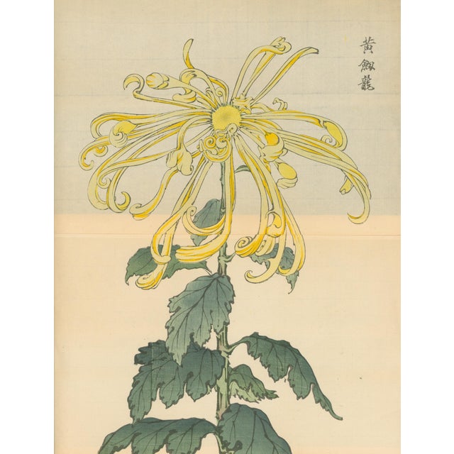 Original Japanese color woodblock botanical print by Hasegawa Keika from Keika Hyakugiku (One Hundred Chrysanthemums), a...
