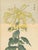 Original Japanese color woodblock botanical print by Hasegawa Keika from Keika Hyakugiku (One Hundred Chrysanthemums), a...