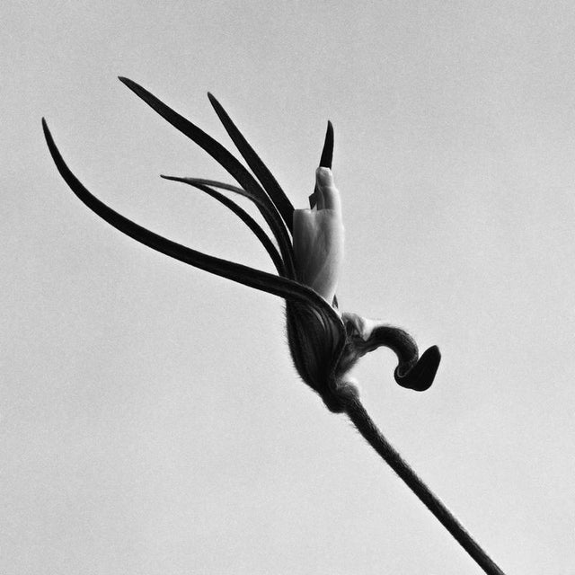 Early Bud captures the elegant simplicity of a flower in its earliest stages of bloom. The clean composition focuses on...