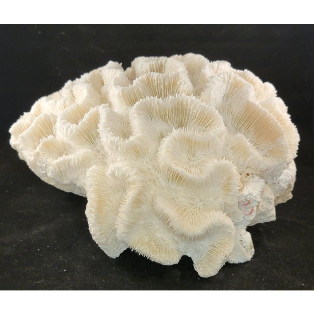 Nautical Authentic Natural Brain Coral Speciman For Sale - Image 3 of 6