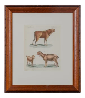 Egyptian Goats From Bertuch's Bilderbuch Fur Kinder