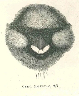 Paul Gervais, The Monkey, Original Lithograph, 1854