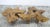Wood Free Form Brown One Slab Teak Living Edge Coffee Table For Sale - Image 7 of 8