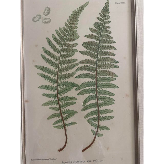 Vintage Henry Bradbury Fern Print, Framed For Sale - Image 10 of 12