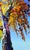 Early 21st Century Strength and Beauty by Michelle Condrat | Oil on board Tree with vibrant autumn leaves against blue sky For Sale - Image 5 of 5