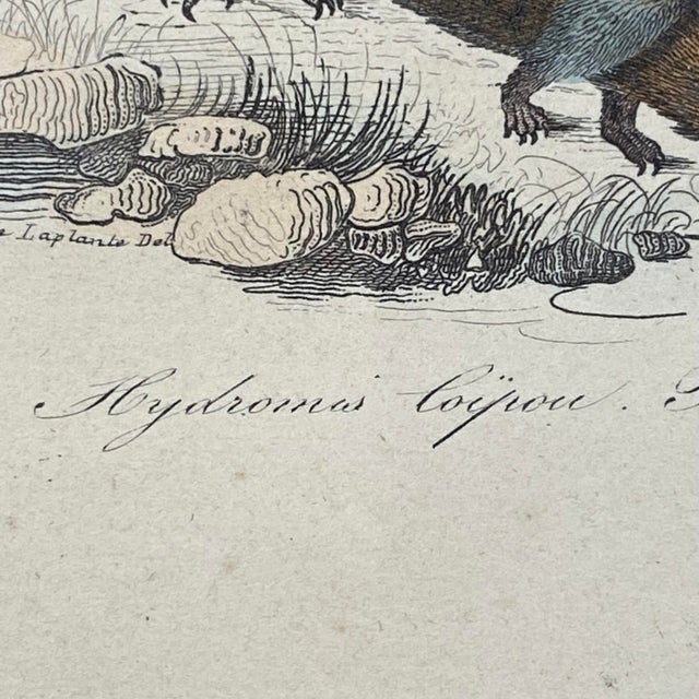 18th Century French Antique 18th Century Animal Engraving Hand Colored Signed Artwork For Sale - Image 5 of 12