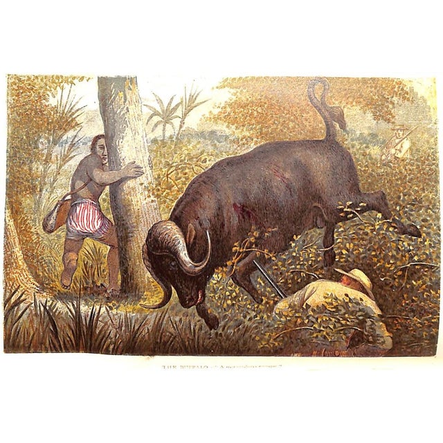 Traditional "Wild Sports of the World: A Boy's Book of Natural History and Adventure" 1862 Greenwood, James For Sale - Image 3 of 12