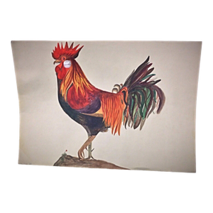 1958 Watercolor Still Life of a Rooster by J. René Rommel – Signed