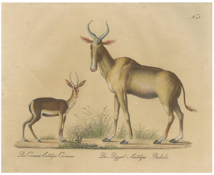 Karl Joseph Brodtmann, Antelope, 1816, Lithograph
