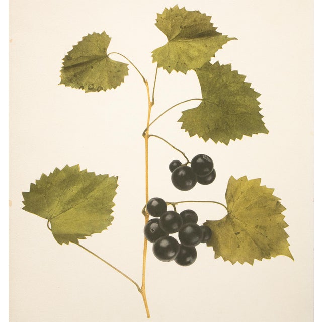 1900 - 1909 1900s U. P. Hedrick, Original Antique Photogravure of James Grapes For Sale - Image 5 of 7