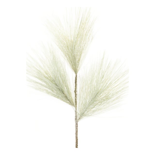 Long Needle Pine Spray (Set of 6) For Sale