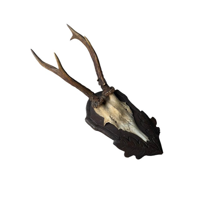 Roe Deer Trophy 84 Black Forest Antlers Mount For Sale - Image 4 of 5