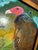 “Dead Skunk” Turkey Vulture Painting by LWren Walraven For Sale - Image 12 of 15