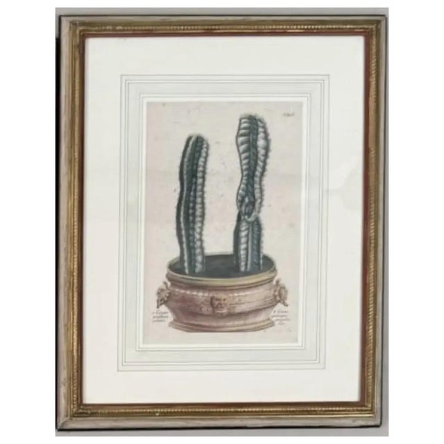 18th Century German Print by Johann Weinmann Cactus Engraving For Sale - Image 9 of 9