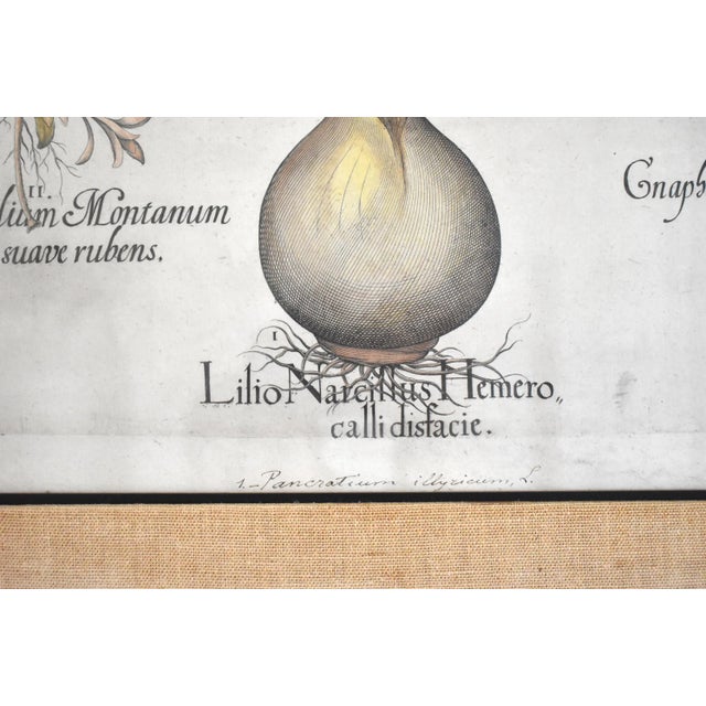 Basilius Besler Botanical Engravings - a Pair For Sale - Image 11 of 13