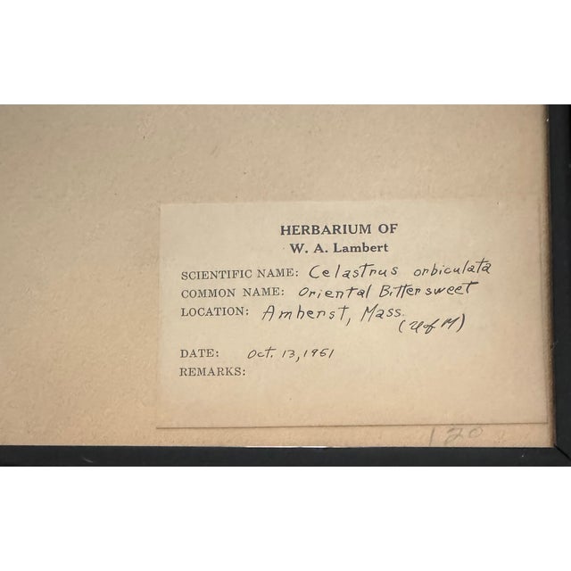Traditional 1950s Herbarium Botanical Framed Specimens, Set of 10 For Sale - Image 3 of 4